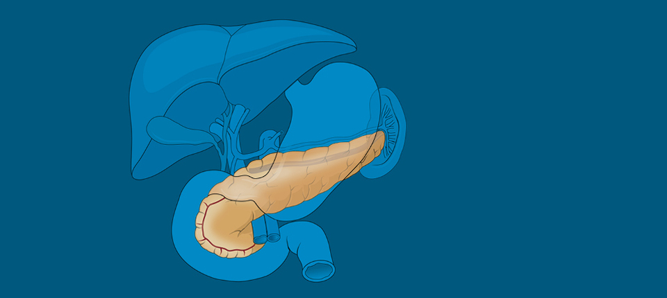 Bugspytkirtlen - Pancreas